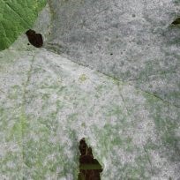 Square powdery mildew.jpg